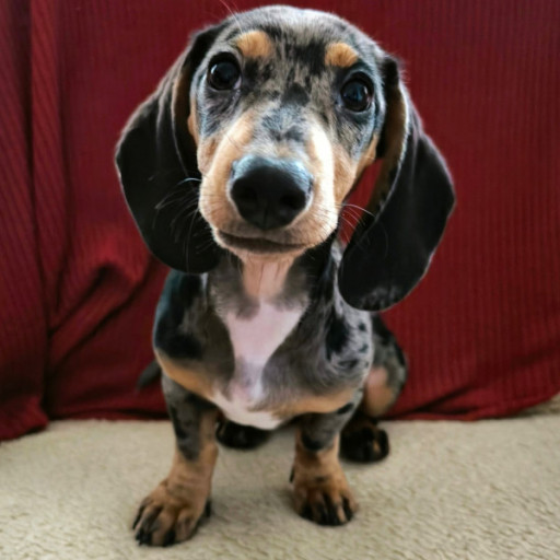 Ellie
